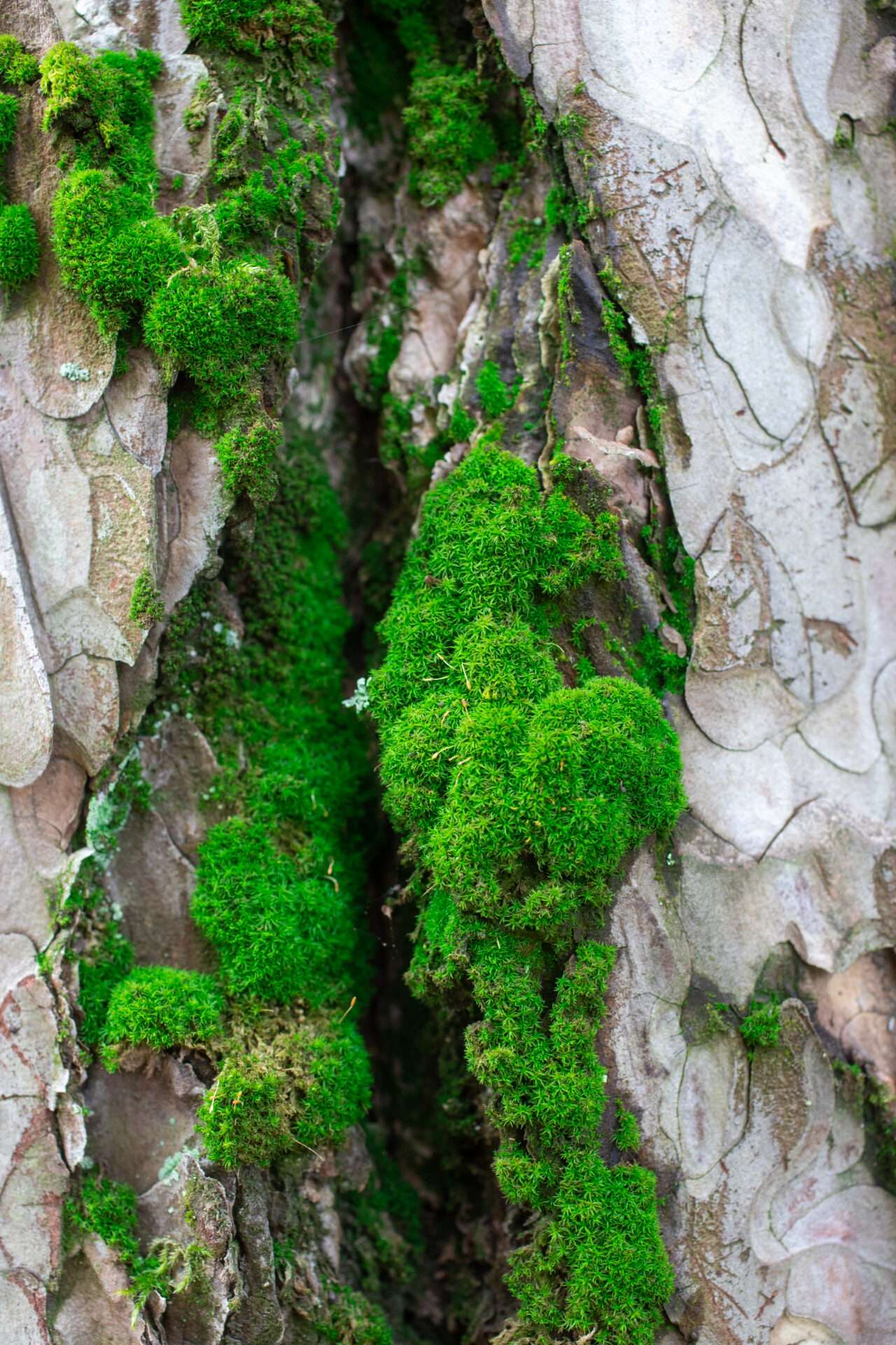 BRUME ORPIN : L'Alliance du Marketing de Luxe et de l'Éthique Environnementale