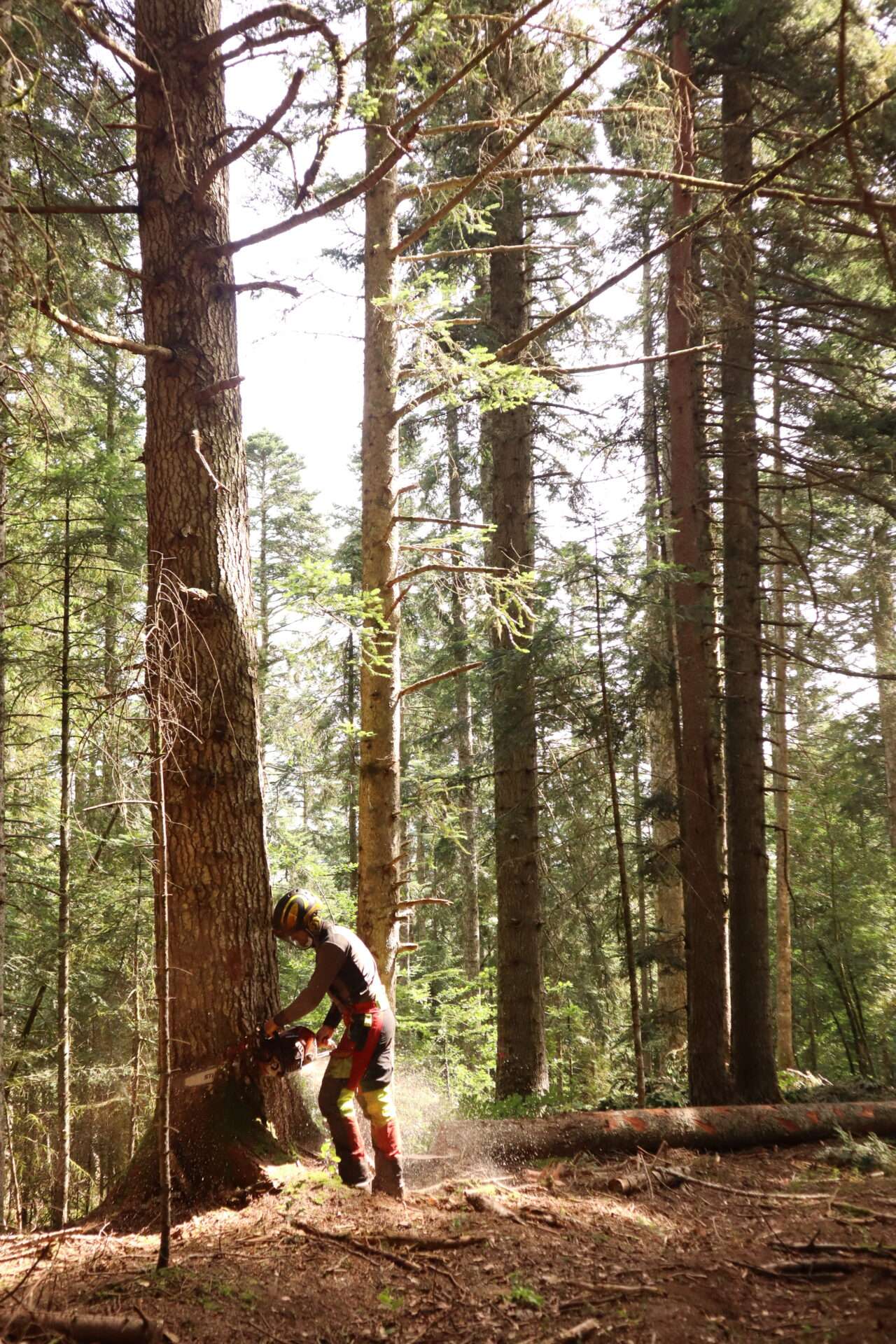 Au cœur de la forêt : des balades éducatives pour vivre le quotidien d’un bûcheron-Fibois 42 Copyright Elodie Thévenet (2)
